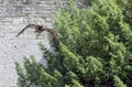 Young bald eagle / Haliaeetus leucocephalus also known as white-headed or white-tailed eagle, sea eagle or American eagle Royalty Free Stock Photo