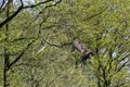 Young bald eagle / Haliaeetus leucocephalus Royalty Free Stock Photo