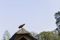 Young bald eagle / Haliaeetus leucocephalus Royalty Free Stock Photo