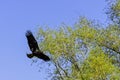 Young bald eagle / Haliaeetus leucocephalus Royalty Free Stock Photo