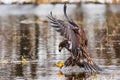 young bald eagle (Haliaeetus leucocephalus) catches prey in the water Royalty Free Stock Photo