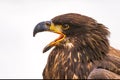young bald eagle (Haliaeetus leucocephalus) detail of the head Royalty Free Stock Photo