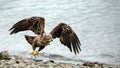 Young bald eagle [haliaeetus leucocephalus] with outstretching wings in coastal Alaska USA Royalty Free Stock Photo