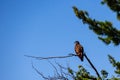 Young bald eagle Haliaeetus leucocephalus perched on a branch with copy space Royalty Free Stock Photo