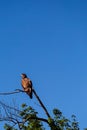 Young bald eagle Haliaeetus leucocephalus perched on a branch with copy space Royalty Free Stock Photo