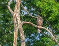Juvenile bald eagle looking down while sitting on a dead tree branch Royalty Free Stock Photo
