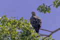 Young bald eagle (Haliaeetus leucocephalus) Royalty Free Stock Photo