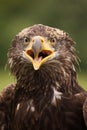 Young bald eagle looking at you Royalty Free Stock Photo