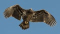 Young Bald Eagle Royalty Free Stock Photo