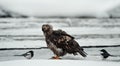 Young Bald eagle with magpie Royalty Free Stock Photo