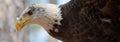 Young Bald Eagle panoramic Royalty Free Stock Photo