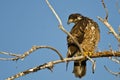 Young Bald Eagle Perched High in a Barren Tree Royalty Free Stock Photo