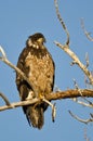 Young Bald Eagle Perched High in a Barren Tree Royalty Free Stock Photo