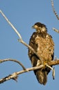 Young Bald Eagle Perched High in a Barren Tree Royalty Free Stock Photo