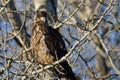 Young Bald Eagle Perched High in a Barren Tree Royalty Free Stock Photo