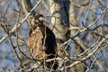 Young Bald Eagle Perched High in a Barren Tree Royalty Free Stock Photo