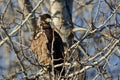 Young Bald Eagle Perched High in a Barren Tree Royalty Free Stock Photo