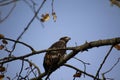 A young bald eagle perched on a tree branch Royalty Free Stock Photo