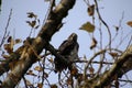 A young bald eagle perched on a tree branch Royalty Free Stock Photo