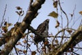A young bald eagle perched on a tree branch Royalty Free Stock Photo