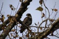 A young bald eagle perched on a tree branch Royalty Free Stock Photo