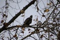 A young bald eagle perched on a tree branch Royalty Free Stock Photo
