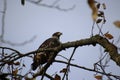 A young bald eagle perched on a tree branch Royalty Free Stock Photo