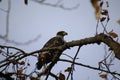 A young bald eagle perched on a tree branch Royalty Free Stock Photo