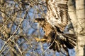 Young Bald Eagle Reaching for a Landing in a Barren Tree Royalty Free Stock Photo