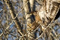 Young Bald Eagle Reaching for a Landing in a Barren Tree Royalty Free Stock Photo