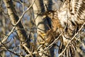 Young Bald Eagle Reaching for a Landing in a Barren Tree Royalty Free Stock Photo