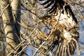 Young Bald Eagle Reaching for a Landing in a Barren Tree Royalty Free Stock Photo