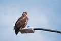Young Bald Eagle Sand Point Alaska Royalty Free Stock Photo