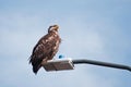 Young Bald Eagle Sand Point Alaska