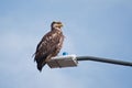 Young Bald Eagle Sand Point Alaska