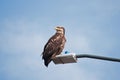 Young Bald Eagle Sand Point Alaska Royalty Free Stock Photo