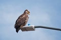 Young Bald Eagle Sand Point Alaska Royalty Free Stock Photo