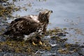 Young Bald Eagle on Shore Royalty Free Stock Photo