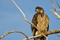 Young Bald Eagle Surveying the Area While Perched High in a Barren Tree Royalty Free Stock Photo