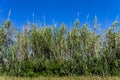 Young Bamboo forest on a sunny day