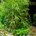 Young bamboo Phyllostachys aureosulcata shoots destroy stone garden path in ornamental garden