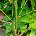 Young bamboo Phyllostachys aureosulcata shoots destroy stone garden path in ornamental garden