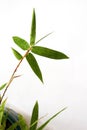 Young Bamboo plant in pot Royalty Free Stock Photo