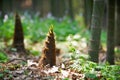 Young bamboo shoot, bamboo sprout in the forest Royalty Free Stock Photo