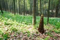 Young bamboo shoot, bamboo sprout in the forest Royalty Free Stock Photo