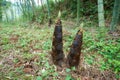 Young bamboo shoot, bamboo sprout in the forest Royalty Free Stock Photo