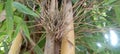 young bamboo tree branches stepping on old Royalty Free Stock Photo