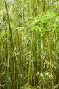 Young bamboo tree with pretty green color with soft blur for background. Royalty Free Stock Photo