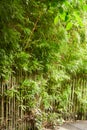 Young bamboo tree with pretty green color with soft blur for background. Royalty Free Stock Photo