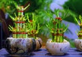 Young bamboo tree shoots in marble stone pots on blur background Royalty Free Stock Photo